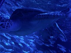 -太平洋海底世界