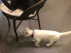 -猫色咖啡·猫咖