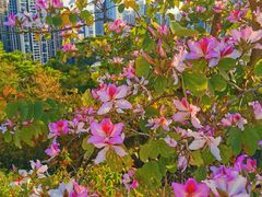 -白石龙音乐公园
