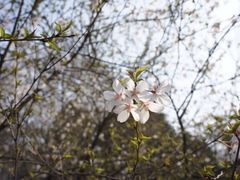 iphone_upload_pic-西安青龙寺遗址景区