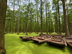 -渌洋湖湿地公园