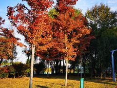 -海淀公园