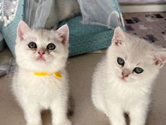 -糯米喵星人总部直营旗舰店·猫舍·幼猫出售