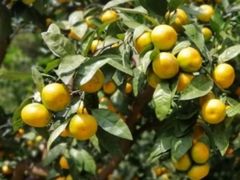 -前小桔亲子创意农场·草莓采摘·露营烧烤