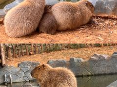 -云南野生动物园