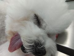 -瑞派康怡24h宠物医院·犬猫医疗中心·微创绝育(瑞景分院)