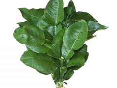 -炉队长·齐齐哈尔家庭烤肉(马家堡店)