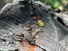 -白草畔自然风景区