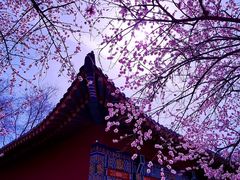 -桃花堤公园