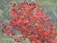 -田野绿世界