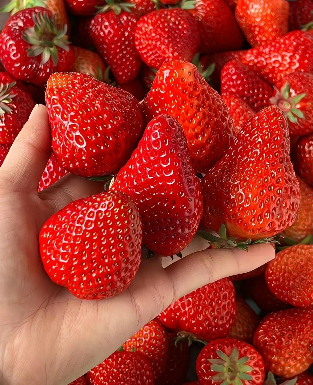 n先咬一口红尖尖,就像舔了一口草莓优格
莓果味里多了丝奶味,糖酸