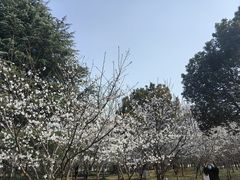 -水杉园