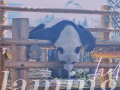 -西霞口神雕山野生动物世界