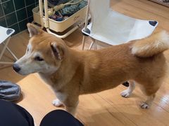 -是阿柴呀！柴犬咖啡·爱喵喵猫咖