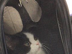 -佑安动物医院·全科·内窥镜中心(幸福巷店)