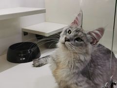 -十年猫舍·猫咪专门店(普陀店)