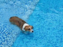 -汪说喵讲宠物乐园宠物酒店(红星美凯龙店)