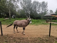 -大连森林动物园