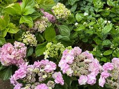 -桂林市花鸟市场