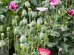 -国家植物园南园