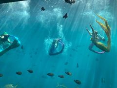 -瑞德姆美人鱼海底演艺主题餐厅(亚龙湾店)