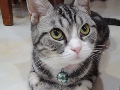 -瑞派名望24h动物医院异宠专科·猫专科·骨科·重症监护分院