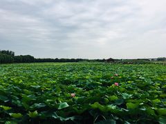 -荷塘月色湿地公园·向阳花洲