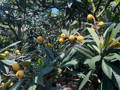 -东山风景区(洞庭东山)