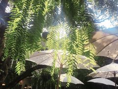 -Fern Forest Cafe