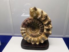 -贝壳王国博物馆