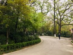 -紫金山山顶公园