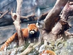 -武汉动物园