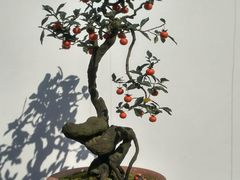 -重庆市江北嘴中央商务区中央公园