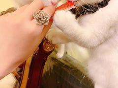 -猫色咖啡·猫咖