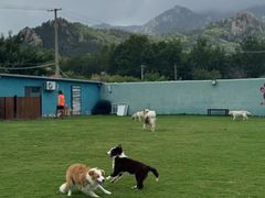 -趣玩宠物乐园寄养训犬训狗游泳池