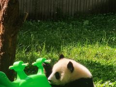 -成都大熊猫繁育研究基地