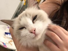 -楼上猫咖(罗湖店)