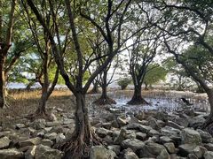 -宝安西湾红树林湿地公园