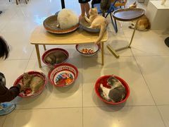 -平行世界·猫咖(首经贸店)
