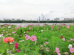 -海珠湖公园
