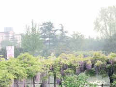 -嘉定紫藤园