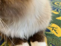 -平行世界·猫咖(首经贸店)