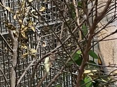 -观桥阁(锦溪店)