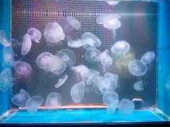 -洛阳龙门海洋馆