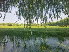 -长兴太湖图影湿地文化园