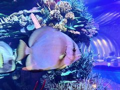 -迪拜帆船酒店海底餐厅