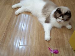 -滚猫咖啡·猫咖·猫友好撸猫(未来城店)