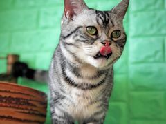 -猫的茶·猫咖