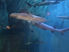 -华夏文旅海洋公园