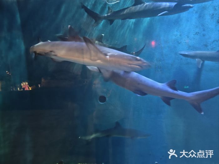 华夏文旅海洋公园图片